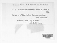 Image of Taphrina caerulescens